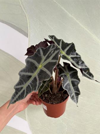 Alocasia Sanderiana