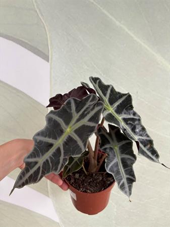 Alocasia Sanderiana