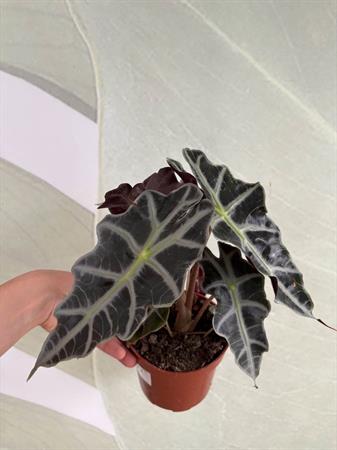 Alocasia Sanderiana