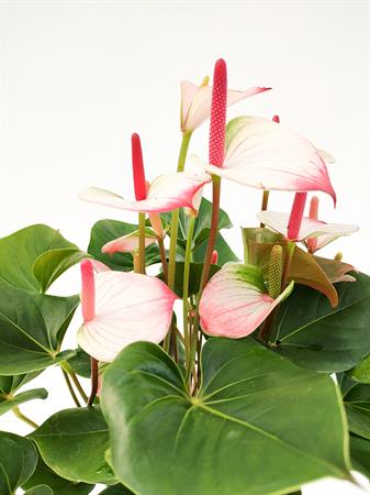 Anthurium screziato