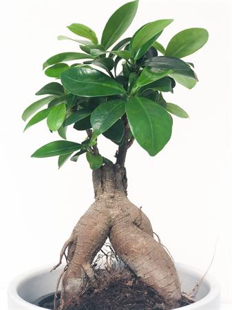 Ficus Ginseng bonsai