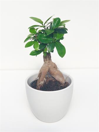 Ficus Ginseng bonsai