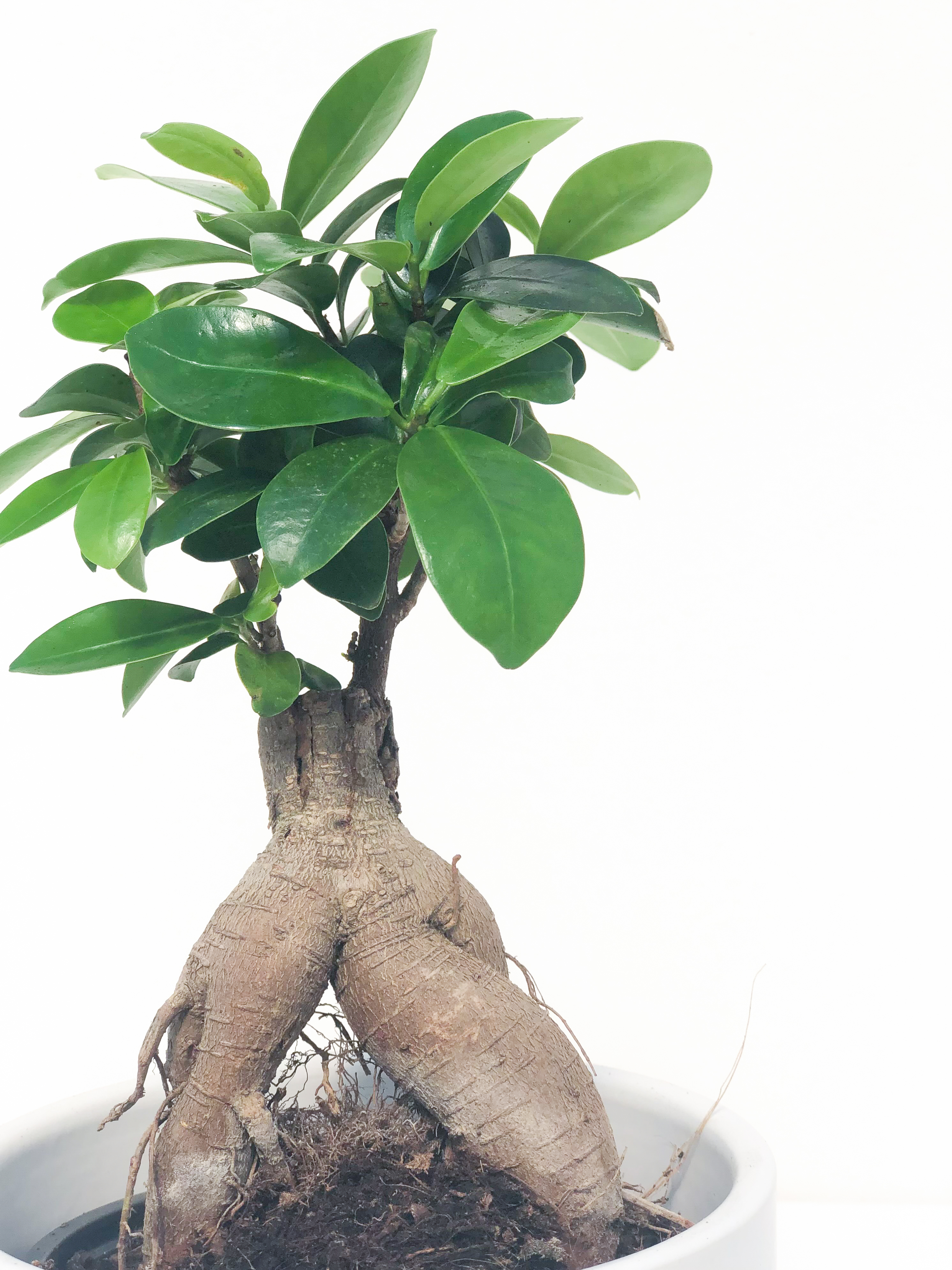 Bonsai Ginseng esemplare - Casa delle Piante