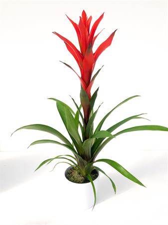 Guzmania arancione