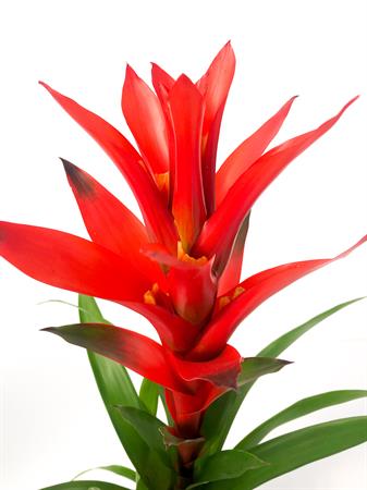 Guzmania arancione