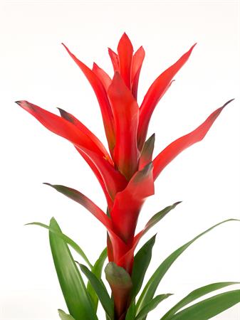 Guzmania arancione