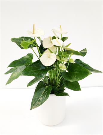 Anthurium bianco
