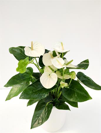 Anthurium bianco