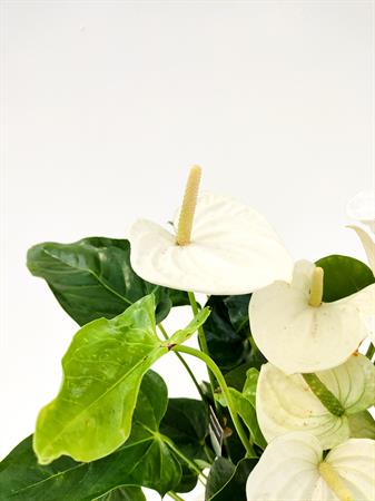 Anthurium bianco