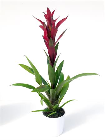 Guzmania bordeaux