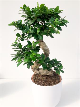 Ficus Ginseng bonsai grande