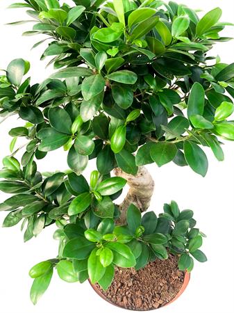 Ficus Ginseng bonsai grande