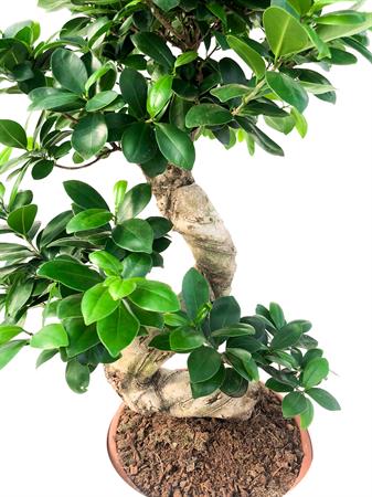 Ficus Ginseng bonsai grande