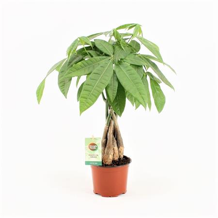 Pachira piccola