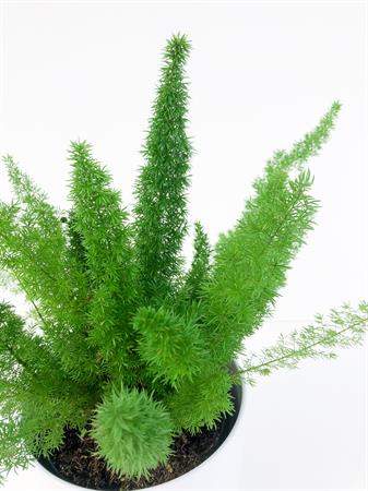 Asparagus Falcatus