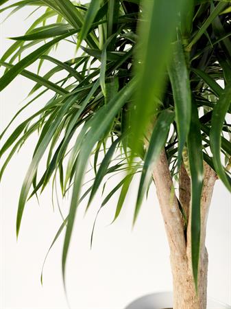 Dracaena Reflexa