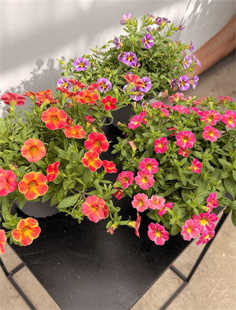 Calibrachoa piccola petunia nana