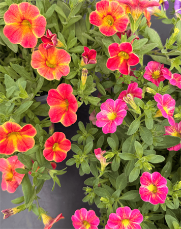 Calibrachoa piccola petunia nana