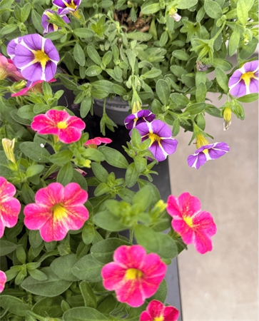 Calibrachoa piccola petunia nana