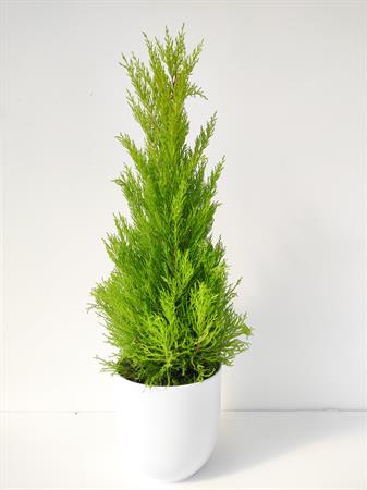 Cipresso Goldcrest