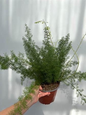 Asparagus