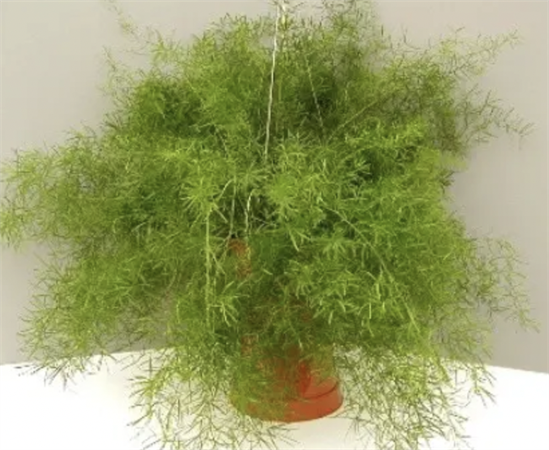 asparagus