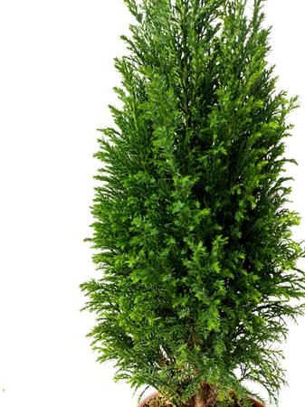 Cipresso Leyland piccolo