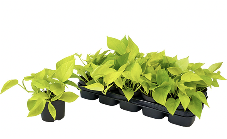 Pothos