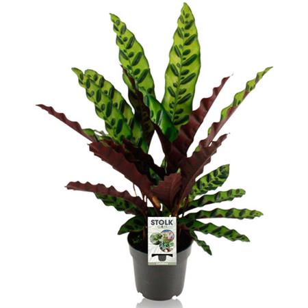 Calathea Lancifoglia