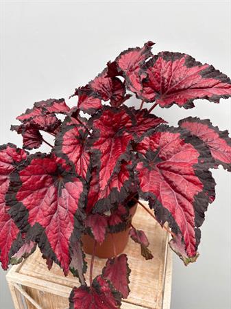 Begonia Rex
