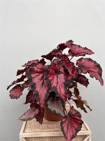 Begonia Rex