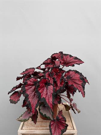 Begonia Rex