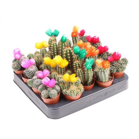 Cactus e succulente d.5,5 cm con fiore applicato