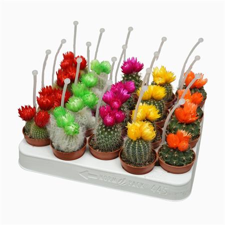 Cactus e succulente d.5,5 cm con fiore applicato