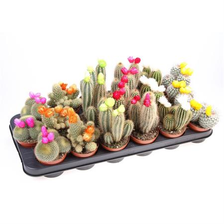 Cactus e succulente d.8,5 cm con fiore applicato