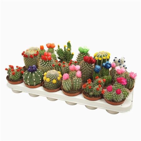 Cactus e succulente d.8,5 cm con fiore applicato