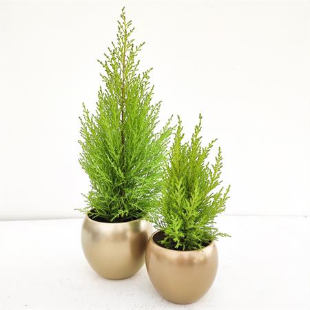 Set 2 Cipressi Goldcrest e vasi oro