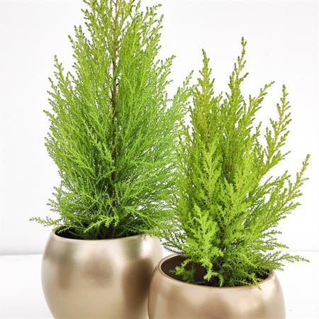 Set 2 Cipressi Goldcrest e vasi oro