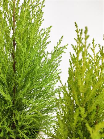 Set 2 Cipressi Goldcrest e vasi oro