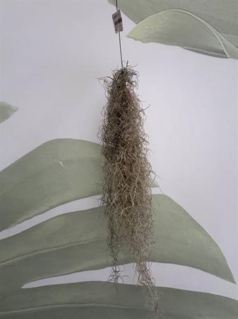 Tillandsia