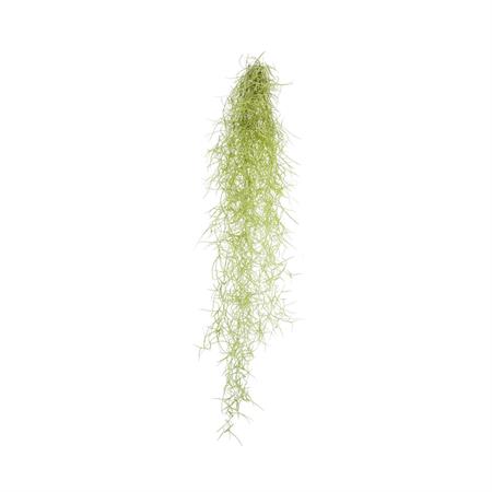 Tillandsia