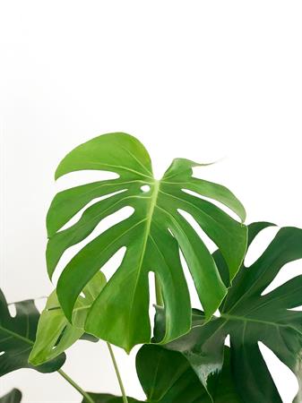 Filodendro Monstera
