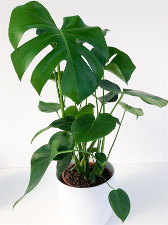 Filodendro Monstera