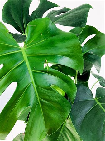 Filodendro Monstera
