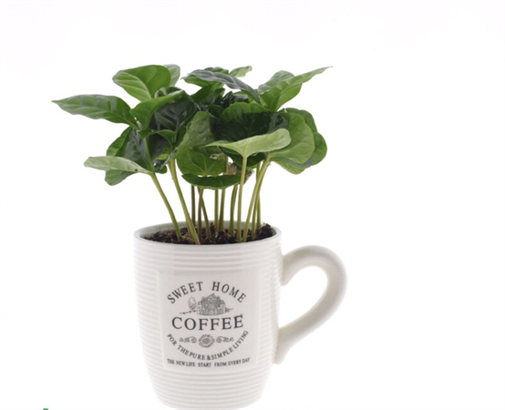 Coffea