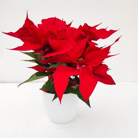 Stella di natale rossa