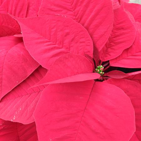 Stella di natale rossa