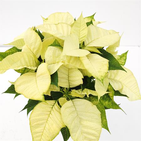 Stella di natale bianca