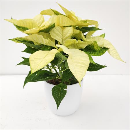 Stella di natale bianca