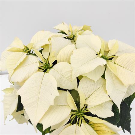 Stella di natale bianca